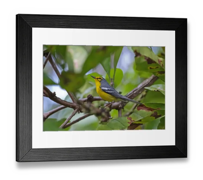 Framed Print : Saint Lucia Warbler (Setophaga delicata) adult, perched on twig, Fond Doux Plantation, St Framed Print : Saint Lucia Warbler (Setophaga delicata) adult, perched on twig, Fond Doux Plantation, St