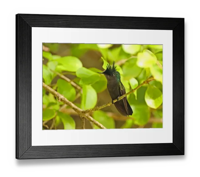 Framed Print : Antillean Crested Hummingbird (Orthorhyncus cristatus exilis) adult male, with crest raised, perched on twig Framed Print : Antillean Crested Hummingbird (Orthorhyncus cristatus exilis) adult male, with crest raised, perched on twig