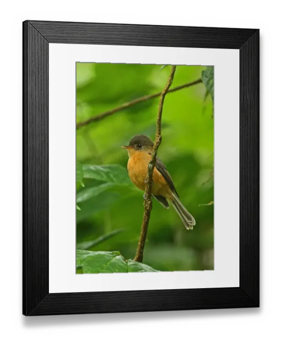 Framed Print : Saint Lucia Pewee (Contopus oberi) adult, perched on twig, Fond Doux Plantation, St