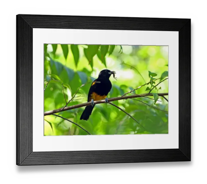 Framed Print : Saint Lucia Oriole (Icterus laudabilis) adult female, with insect prey in beak, perched on branch, Praslin, St Framed Print : Saint Lucia Oriole (Icterus laudabilis) adult female, with insect prey in beak, perched on branch, Praslin, St