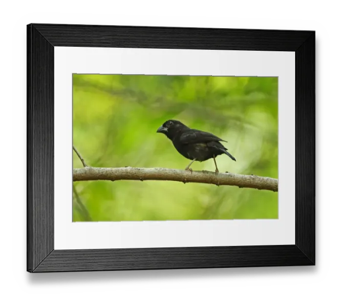 Framed Print : Saint Lucia Black Finch (Melanospiza richardsoni) adult male, perched on branch, Praslin, St