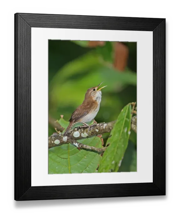 Framed Print : Southern House Wren (Troglodytes musculus mesoleucus) adult, singing, perched on branch, Fond Doux Plantation, St Framed Print : Southern House Wren (Troglodytes musculus mesoleucus) adult, singing, perched on branch, Fond Doux Plantation, St