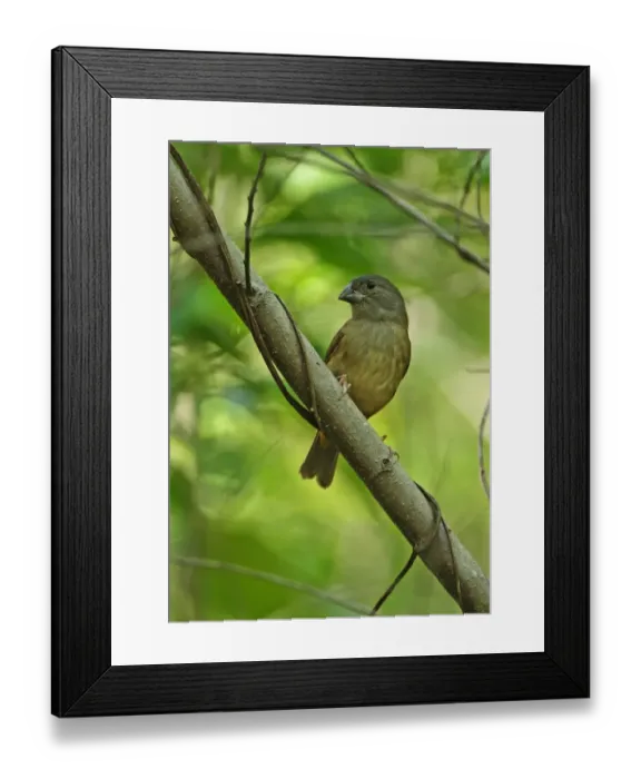 Framed Print : Saint Lucia Black Finch (Melanospiza richardsoni) adult female, perched on branch, Praslin, St Framed Print : Saint Lucia Black Finch (Melanospiza richardsoni) adult female, perched on branch, Praslin, St