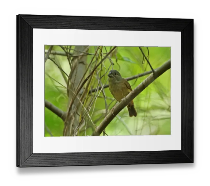 Framed Print : Saint Lucia Black Finch (Melanospiza richardsoni) adult female, perched on branch, Praslin, St Framed Print : Saint Lucia Black Finch (Melanospiza richardsoni) adult female, perched on branch, Praslin, St