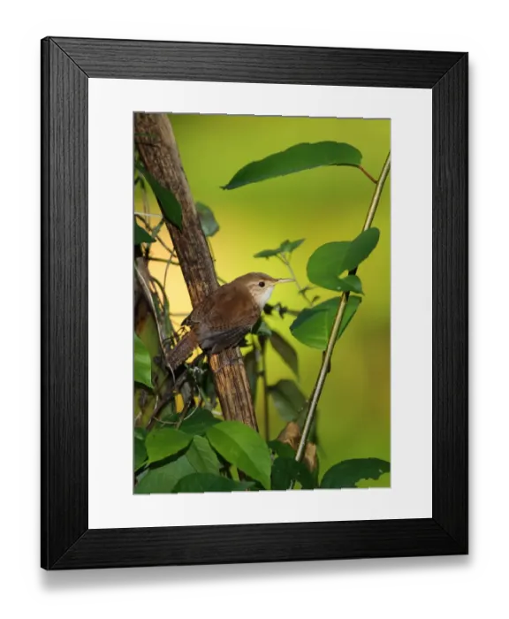 Framed Print : Southern House Wren (Troglodytes musculus mesoleucus) adult, perched on branch, Fond Doux Plantation, St Framed Print : Southern House Wren (Troglodytes musculus mesoleucus) adult, perched on branch, Fond Doux Plantation, St