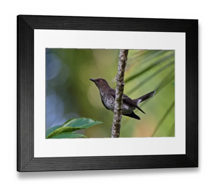 Framed Print : Scaly-breasted Thrasher (Allenia fusca schwartzi) adult, perched on branch, Fond Doux Plantation, St Framed Print : Scaly-breasted Thrasher (Allenia fusca schwartzi) adult, perched on branch, Fond Doux Plantation, St