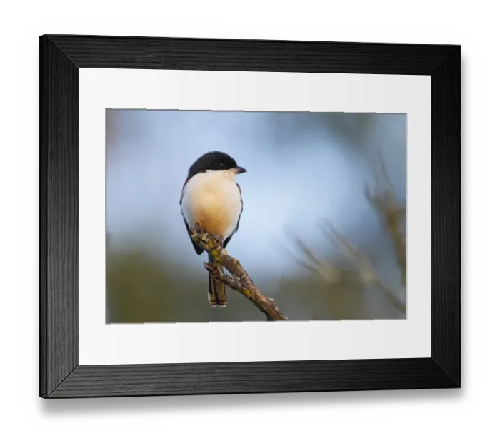 Framed Print : Burmese Shrike (Lanius collurioides) adult, perched on branch, Da Lat, Langbian Plateau, Lam Dong Province