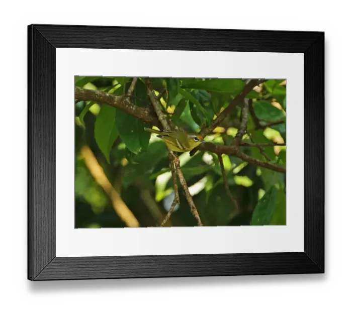 Framed Print : Chestnut-fronted Shrike-babbler (Pteruthius aenobarbus indochinensis) adult female, perched on twig, Dakdam Highland Framed Print : Chestnut-fronted Shrike-babbler (Pteruthius aenobarbus indochinensis) adult female, perched on twig, Dakdam Highland