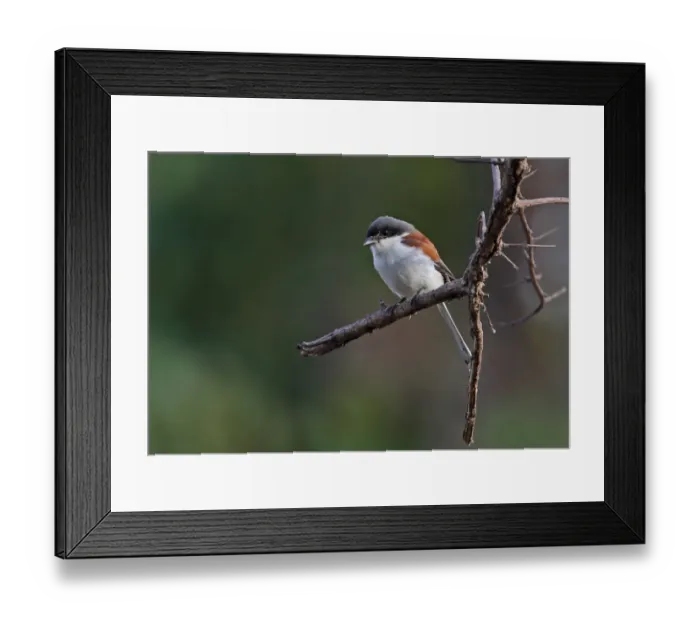 Framed Print : Burmese Shrike (Lanius collurioides collurioides) adult, perched on branch, Prey Veng, Cambodia, January Framed Print : Burmese Shrike (Lanius collurioides collurioides) adult, perched on branch, Prey Veng, Cambodia, January