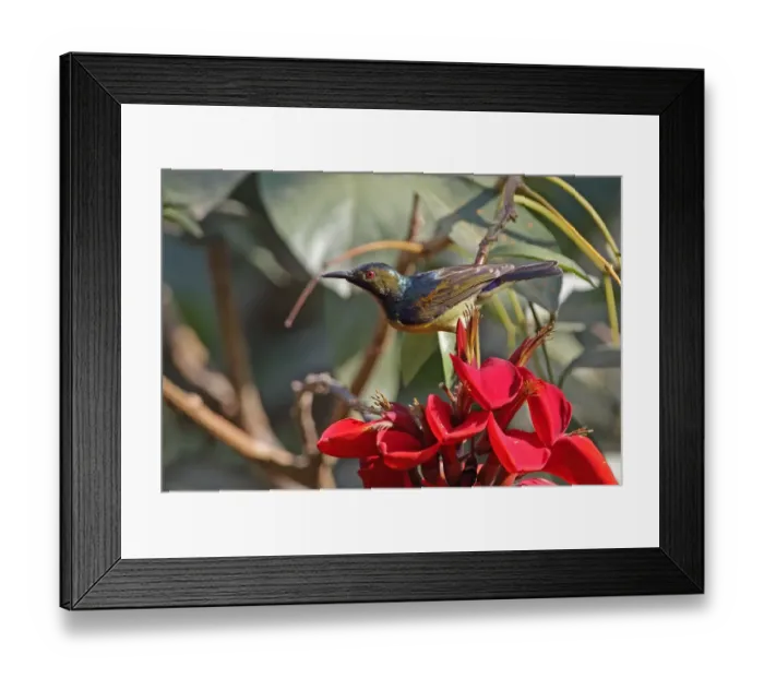 Framed Print : Brown-throated Sunbird (Anthreptes malacensis malacensis) adult male, feeding on nectar from flower, Siem Reap Framed Print : Brown-throated Sunbird (Anthreptes malacensis malacensis) adult male, feeding on nectar from flower, Siem Reap