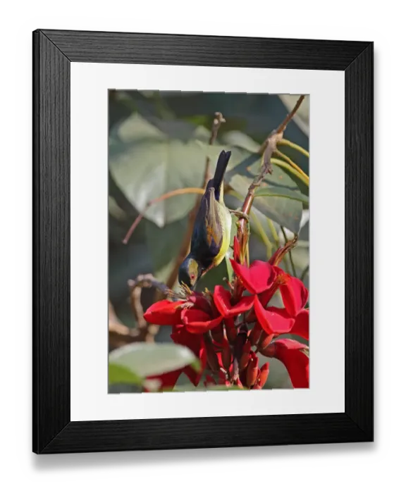Framed Print : Brown-throated Sunbird (Anthreptes malacensis malacensis) adult male, feeding on nectar from flower, Siem Reap Framed Print : Brown-throated Sunbird (Anthreptes malacensis malacensis) adult male, feeding on nectar from flower, Siem Reap