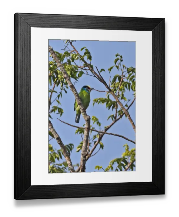 Framed Print : Black-browed Barbet (Megalaima oorti annamensis) adult male, perched on branch, Dakdam Highland, Cambodia, January Framed Print : Black-browed Barbet (Megalaima oorti annamensis) adult male, perched on branch, Dakdam Highland, Cambodia, January