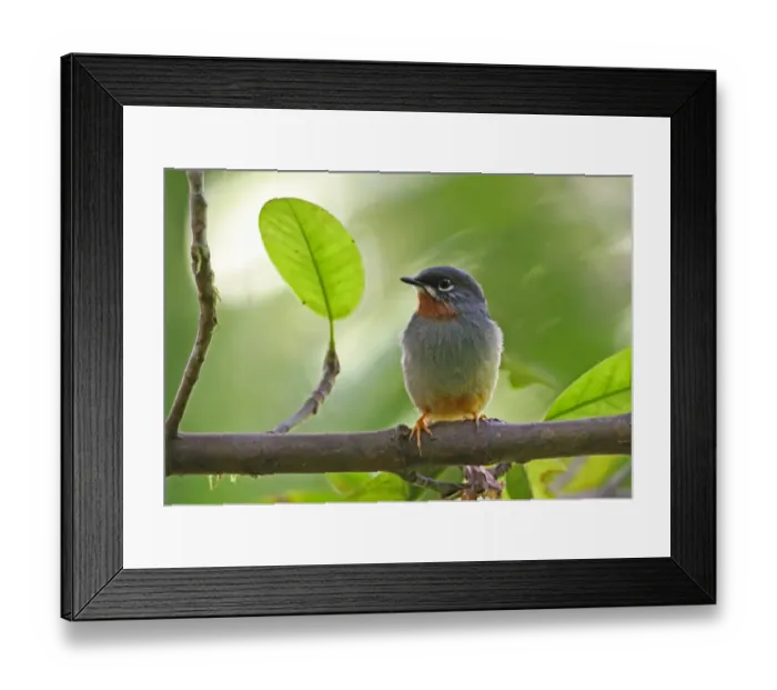 Framed Print : Rufous-throated Solitaire (Myadestes genibarbis sanctaeluciae) adult, perched on branch, Quilesse Forest Reserve, St Framed Print : Rufous-throated Solitaire (Myadestes genibarbis sanctaeluciae) adult, perched on branch, Quilesse Forest Reserve, St