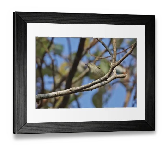 Framed Print : Plain Flowerpecker (Dicaeum concolor olivaceum) adult, perched on branch, Dakdam Highland, Cambodia, January Framed Print : Plain Flowerpecker (Dicaeum concolor olivaceum) adult, perched on branch, Dakdam Highland, Cambodia, January