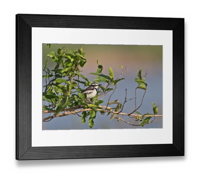 Framed Print : Mekong Wagtail (Motacilla samveasnae) adult male, perched in bush, Mekong River, Kratie, Cambodia, January
