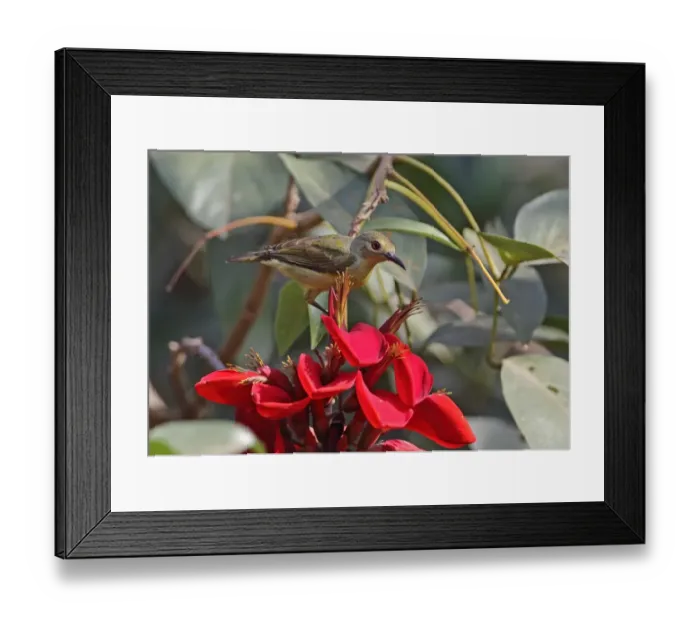 Framed Print : Brown-throated Sunbird (Anthreptes malacensis malacensis) adult female, feeding on nectar from flower, Siem Reap Framed Print : Brown-throated Sunbird (Anthreptes malacensis malacensis) adult female, feeding on nectar from flower, Siem Reap