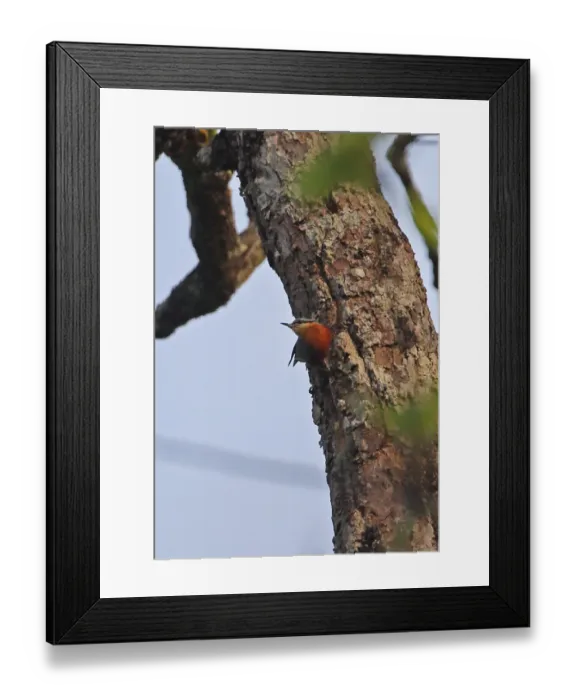 Framed Print : Neglected Nuthatch (Sitta neglecta) adult, clinging to tree trunk, Prey Veng, Cambodia, January Framed Print : Neglected Nuthatch (Sitta neglecta) adult, clinging to tree trunk, Prey Veng, Cambodia, January