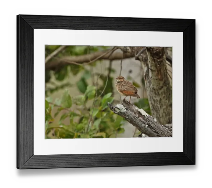 Framed Print : Indochinese Bushlark (Mirafra erythrocephala) adult, perched on branch, Prey Veng, Cambodia, January Framed Print : Indochinese Bushlark (Mirafra erythrocephala) adult, perched on branch, Prey Veng, Cambodia, January