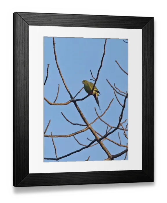 Framed Print : Pin-tailed Green-pigeon (Treron apicauda lowei) adult male, perched in bare tree, Dakdam Highland, Cambodia, January Framed Print : Pin-tailed Green-pigeon (Treron apicauda lowei) adult male, perched in bare tree, Dakdam Highland, Cambodia, January