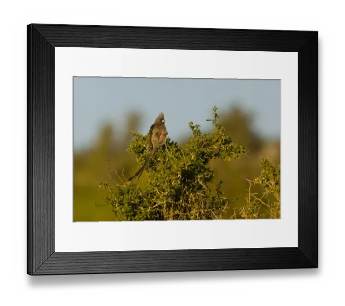 Framed Print : White-backed Mousebird (Colius colius) adult, perched in bush, Western Cape Province, South Africa, August Framed Print : White-backed Mousebird (Colius colius) adult, perched in bush, Western Cape Province, South Africa, August