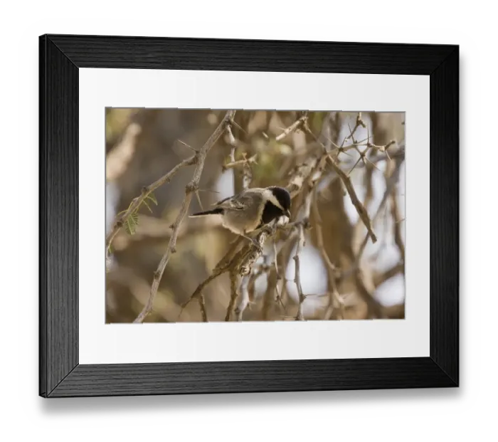 Framed Print : Ashy Tit (Parus cinerascens) adult, perched in thorn bush, Kalahari Desert, Kalahari Gemsbok N. P Framed Print : Ashy Tit (Parus cinerascens) adult, perched in thorn bush, Kalahari Desert, Kalahari Gemsbok N. P