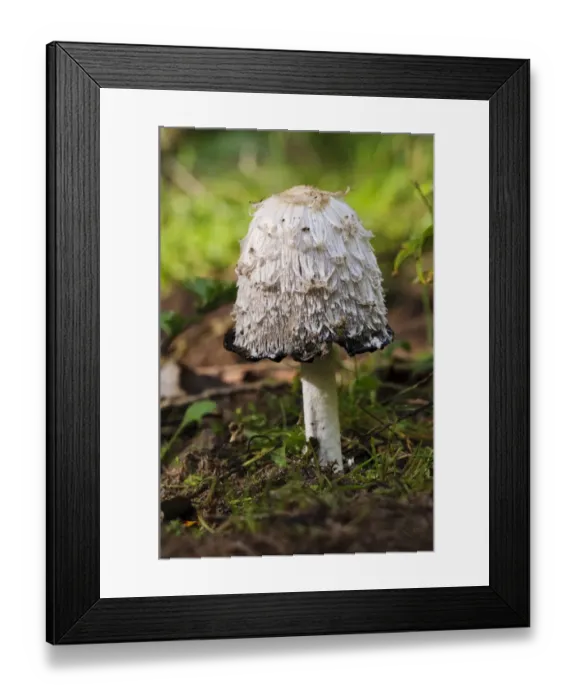 Framed Print : Shaggy Ink Cap (Coprinus comatus) fruiting body, with cap edge beginning to deliquesce, Lound, Nottinghamshire Framed Print : Shaggy Ink Cap (Coprinus comatus) fruiting body, with cap edge beginning to deliquesce, Lound, Nottinghamshire