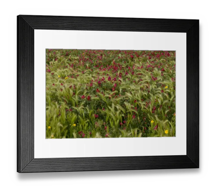 Framed Print : Italian Sainfoin (Hedysarum coronarium) flowering mass, growing in field as relic of former fodder crop, Sardinia Framed Print : Italian Sainfoin (Hedysarum coronarium) flowering mass, growing in field as relic of former fodder crop, Sardinia