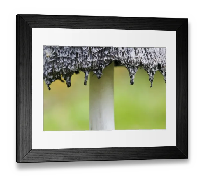 Framed Print : Shaggy Ink Cap (Coprinus comatus) fruiting body, close-up of cap edge beginning to deliquesce, Lound, Nottinghamshire Framed Print : Shaggy Ink Cap (Coprinus comatus) fruiting body, close-up of cap edge beginning to deliquesce, Lound, Nottinghamshire
