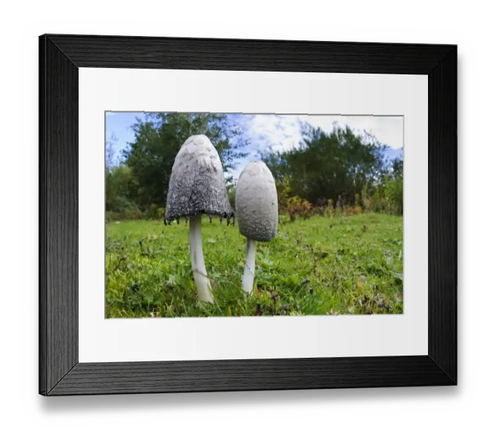 Framed Print : Shaggy Ink Cap (Coprinus comatus) two fruiting bodies, one fresh and one with cap edge beginning to deliquesce, Lound