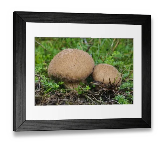 Framed Print : Dusky Puffball (Lycoperdon nigrescens) two fruiting bodies, Clumber Park, Nottinghamshire, England, October Framed Print : Dusky Puffball (Lycoperdon nigrescens) two fruiting bodies, Clumber Park, Nottinghamshire, England, October
