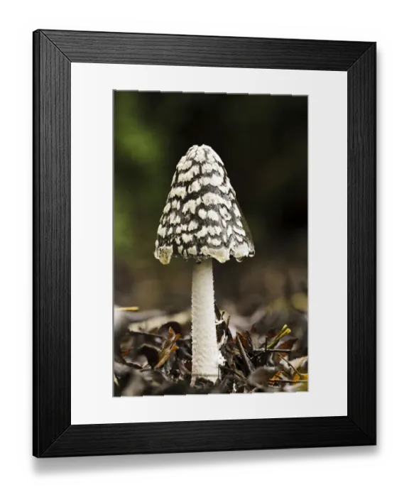 Framed Print : Magpie Fungus (Coprinopsis picacea) fruiting body, with raindrops hanging from edge of cap, Sir Harold Hillier Gardens Framed Print : Magpie Fungus (Coprinopsis picacea) fruiting body, with raindrops hanging from edge of cap, Sir Harold Hillier Gardens