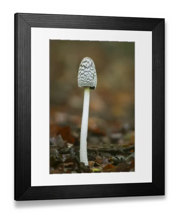 Framed Print : Magpie Fungus (Coprinus picaceus) fruiting body, growing in woodland, North Downs, Kent, England, October