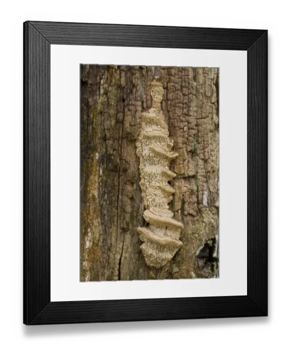 Framed Print : Oak Mazegill (Daedalea quercina) fruiting bodies, growing on oak gatepost, Powys, Wales, February Framed Print : Oak Mazegill (Daedalea quercina) fruiting bodies, growing on oak gatepost, Powys, Wales, February