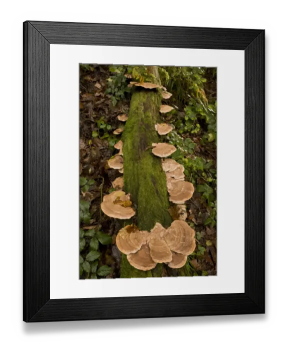 Framed Print : Oak Mazegill (Daedalea quercina) fruiting bodies, growing on oak log in woodland, Exmoor N. P. Devon, England, November