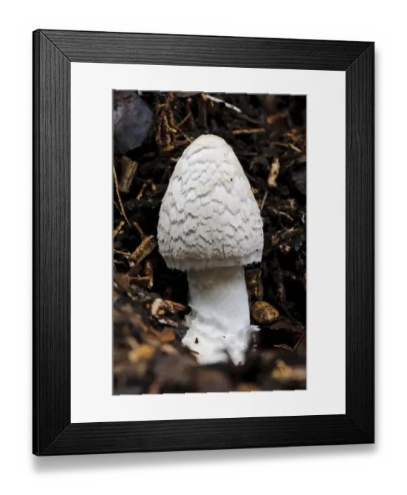 Framed Print : Magpie Fungus (Coprinopsis picacea) fruiting body, before veil has broken up to reveal dark cap underneath