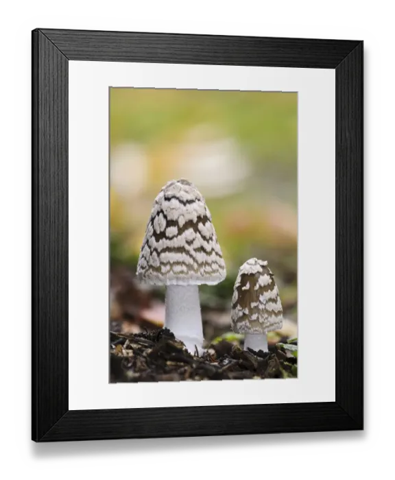 Framed Print : Magpie Fungus (Coprinopsis picacea) two fruiting bodies, Sir Harold Hillier Gardens, Romsey, Hampshire, England