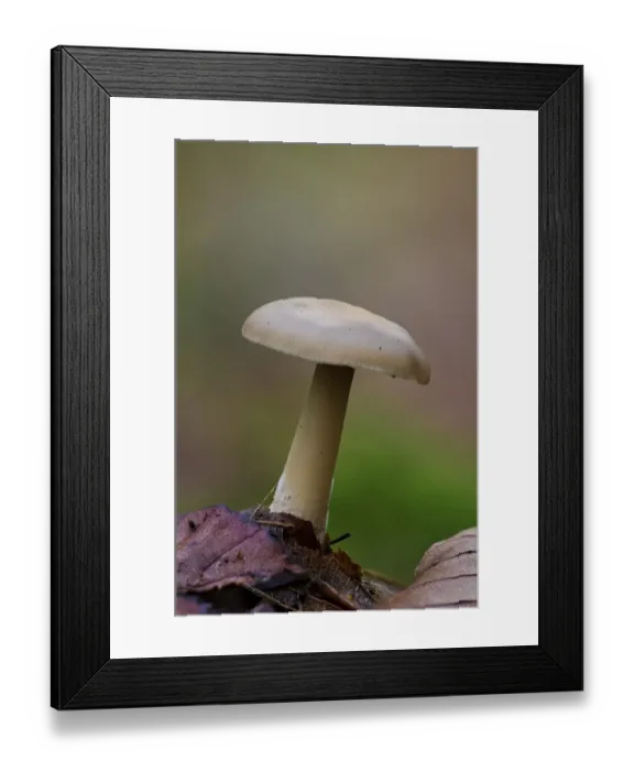 Framed Print : Butter Cap (Collybia butyracea) fruiting body, growing amongst leaf litter, Clumber Park, Nottinghamshire, England Framed Print : Butter Cap (Collybia butyracea) fruiting body, growing amongst leaf litter, Clumber Park, Nottinghamshire, England