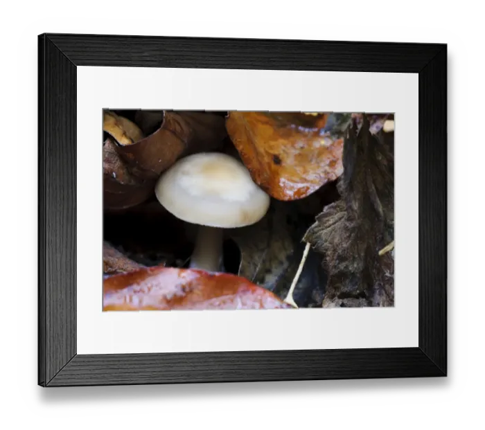 Framed Print : Butter Cap (Collybia butyracea) fruiting body, growing amongst leaf litter, Clumber Park, Nottinghamshire, England