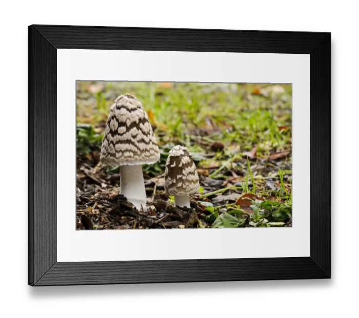 Framed Print : Magpie Fungus (Coprinopsis picacea) two fruiting bodies, Sir Harold Hillier Gardens, Romsey, Hampshire, England Framed Print : Magpie Fungus (Coprinopsis picacea) two fruiting bodies, Sir Harold Hillier Gardens, Romsey, Hampshire, England