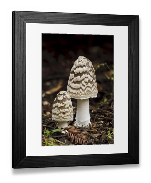 Framed Print : Magpie Fungus (Coprinopsis picacea) two fruiting bodies, Sir Harold Hillier Gardens, Romsey, Hampshire, England Framed Print : Magpie Fungus (Coprinopsis picacea) two fruiting bodies, Sir Harold Hillier Gardens, Romsey, Hampshire, England