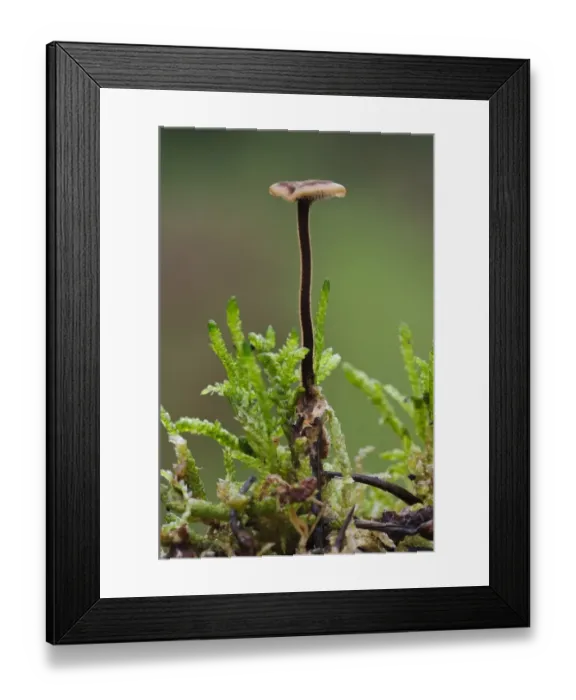 Framed Print : Ear-pick Fungus (Auriscalpium vulgare) fruiting body, backlit showing hairs on stipe, growing amongst moss Framed Print : Ear-pick Fungus (Auriscalpium vulgare) fruiting body, backlit showing hairs on stipe, growing amongst moss