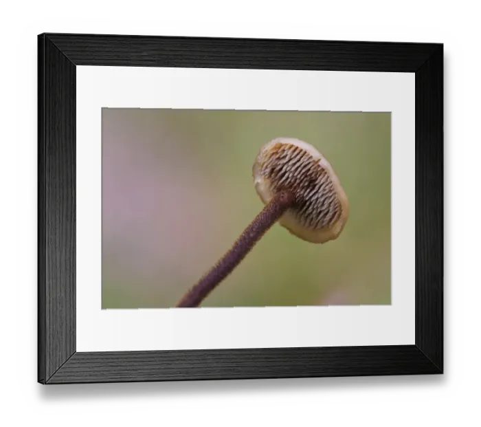 Framed Print : Ear-pick Fungus (Auriscalpium vulgare) fruiting body, close-up of cap underside showing teeth, Clumber Park Framed Print : Ear-pick Fungus (Auriscalpium vulgare) fruiting body, close-up of cap underside showing teeth, Clumber Park