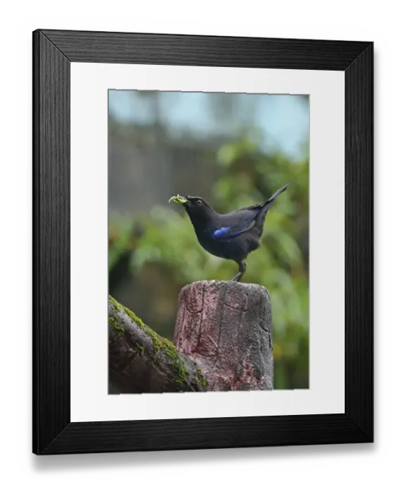 Framed Print : Taiwan Whistling-thrush (Myophonus insularis) adult, with insect prey in beak, perched on post during rainfall, Taiwan Framed Print : Taiwan Whistling-thrush (Myophonus insularis) adult, with insect prey in beak, perched on post during rainfall, Taiwan