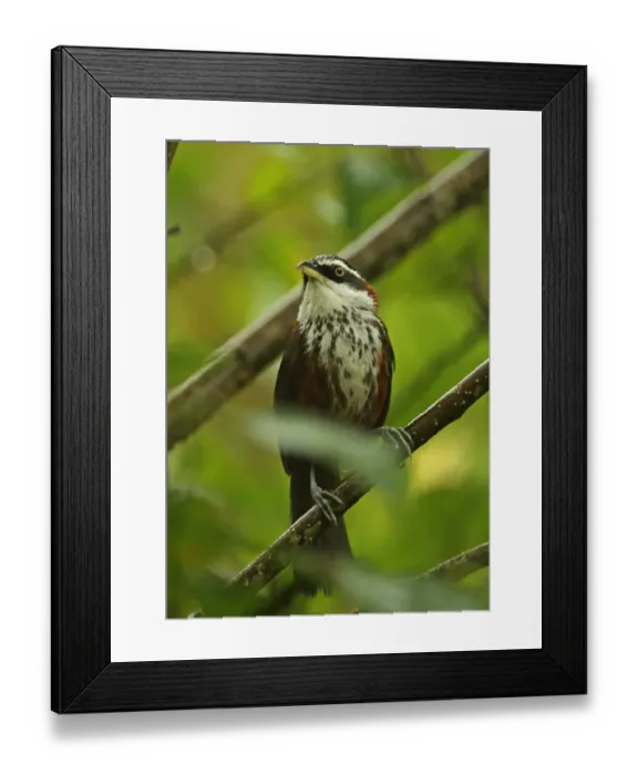 Framed Print : Taiwan Scimitar-babbler (Pomatorhinus musicus) adult, perched on branch, Taiwan, April Framed Print : Taiwan Scimitar-babbler (Pomatorhinus musicus) adult, perched on branch, Taiwan, April