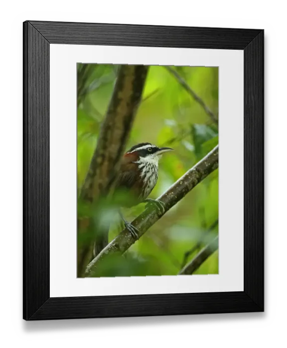 Framed Print : Taiwan Scimitar-babbler (Pomatorhinus musicus) adult, perched on branch, Taiwan, April Framed Print : Taiwan Scimitar-babbler (Pomatorhinus musicus) adult, perched on branch, Taiwan, April