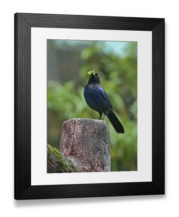 Framed Print : Taiwan Whistling-thrush (Myophonus insularis) adult, with insect prey in beak, perched on post during rainfall, Taiwan Framed Print : Taiwan Whistling-thrush (Myophonus insularis) adult, with insect prey in beak, perched on post during rainfall, Taiwan