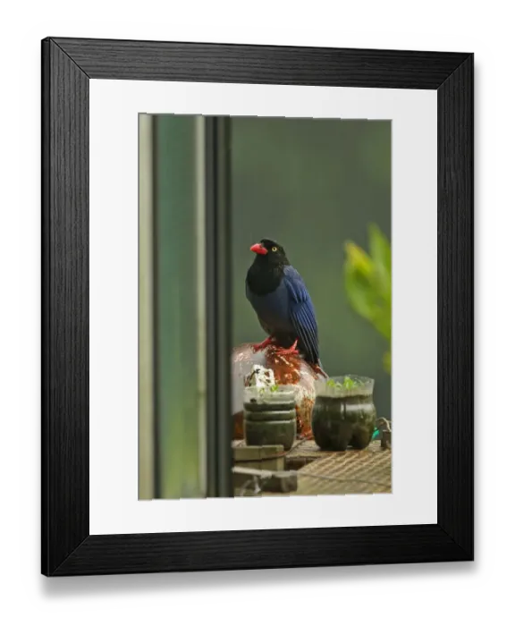 Framed Print : Taiwan Blue Magpie (Urocissa caerulea) adult, sheltering from rain on house balcony during rainfall, Taiwan, April Framed Print : Taiwan Blue Magpie (Urocissa caerulea) adult, sheltering from rain on house balcony during rainfall, Taiwan, April