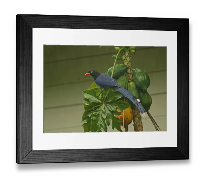Framed Print : Taiwan Blue Magpie (Urocissa caerulea) adult, feeding on Papaya (Carica papaya) fruit during rainfall, Taiwan, April Framed Print : Taiwan Blue Magpie (Urocissa caerulea) adult, feeding on Papaya (Carica papaya) fruit during rainfall, Taiwan, April