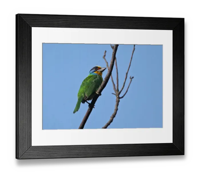 Framed Print : Taiwan Barbet (Megalaima nuchalis) adult, perched on branch, Taiwan, April Framed Print : Taiwan Barbet (Megalaima nuchalis) adult, perched on branch, Taiwan, April