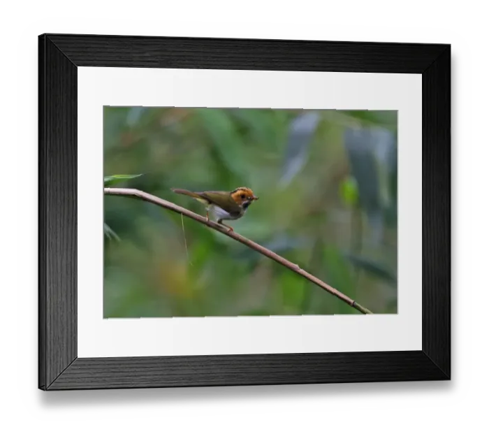 Framed Print : Rufous-faced Warbler (Abroscopus albogularis fulvifacies) adult, with food in beak, perched on stem Framed Print : Rufous-faced Warbler (Abroscopus albogularis fulvifacies) adult, with food in beak, perched on stem